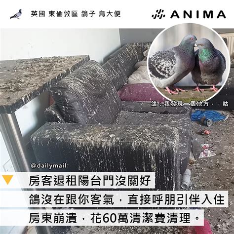 陽台鳥屎風水|【陽台鳥屎風水】陽台鳥屎淚汪汪！鳥大便風水大解析。